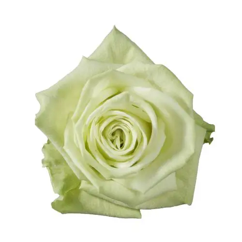 Green Tea Roses 100 Stems