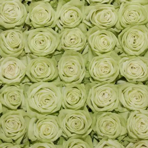 Green Tea Roses 100 Stems