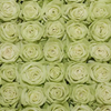 Green Tea Roses 100 Stems