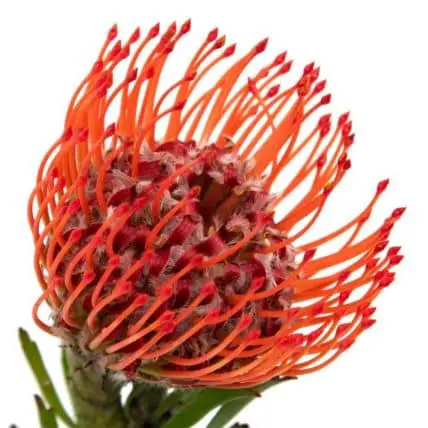 Pincushion Flowers 50 Stems