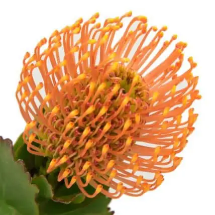 Pincushion Flowers 50 Stems