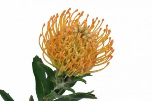 Pincushion Flowers 50 Stems