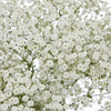 Baby's Breath Flower 10 or 20 Bunches