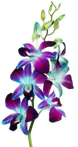 Blue Dendrobium Orchids 80 or 160 Stems