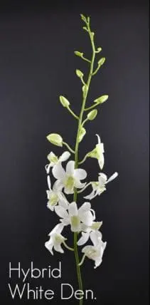 White Dendrobium Orchids 80 or 160 Stems