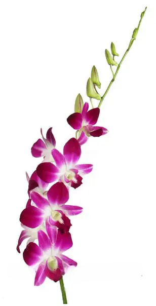 Purple Dendrobium Orchids 80 or 160 Stems