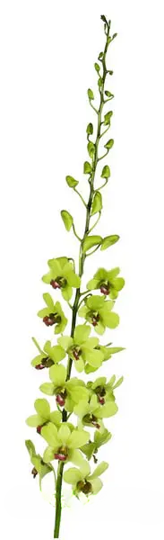 Green Dendrobium Orchids 80 or 160 Stems