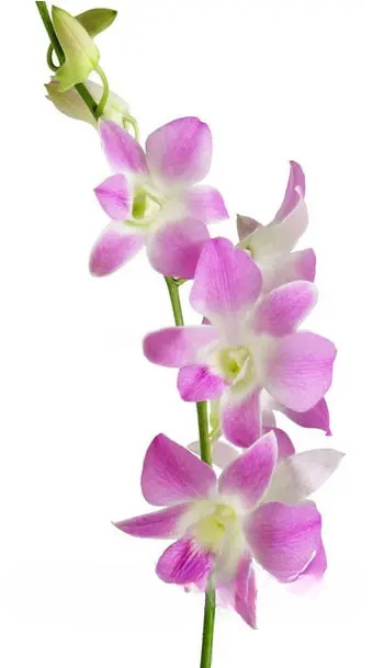 Lavender Dendrobium Orchids 80 or 160 Stems