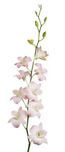 Peach Dendrobium Orchids 80 or 160 Stems