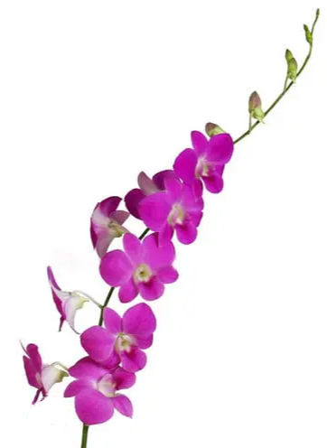 Pink Dendrobium Orchids 80 or 160 Stems