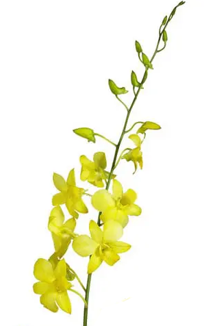 Yellow Dendrobium Orchids 80 or 160 Stems