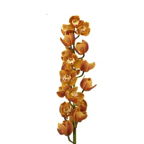 Orange Cymbidium Orchid 10 stems