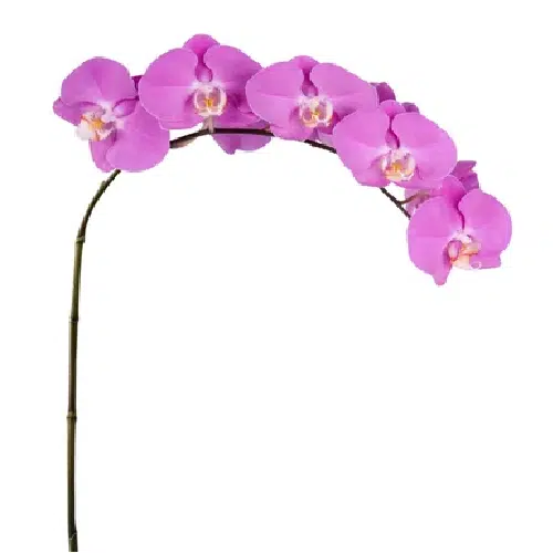 Lavender Phalaenopsis Orchids 10 Stems