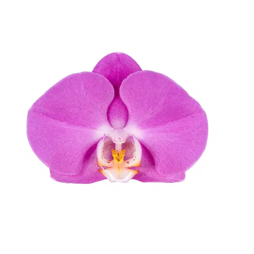 Lavender Phalaenopsis Orchids 10 Stems