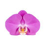 Lavender Phalaenopsis Orchids 10 Stems