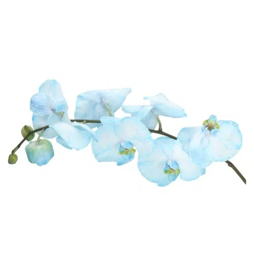 Blue Dyed Phalaenopsis Orchids 12 Stems