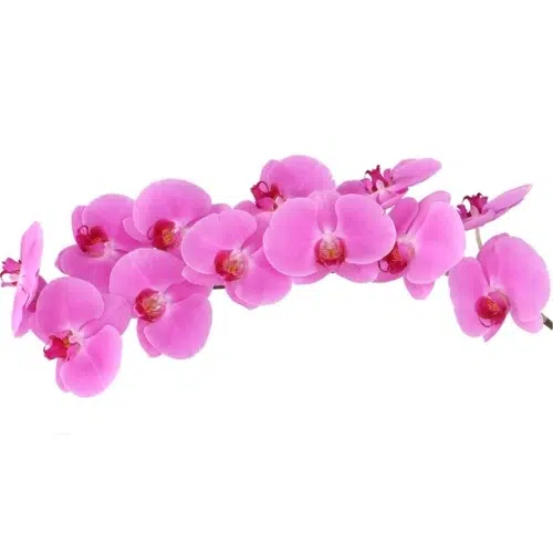 Pink Phalaenopsis Orchids 10 Stems