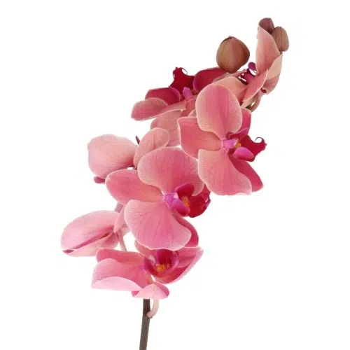 Coral Phalaenopsis Orchids 10 Stems