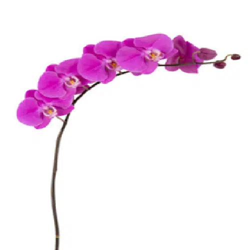 Purple Phalaenopsis Orchids 10 Stems