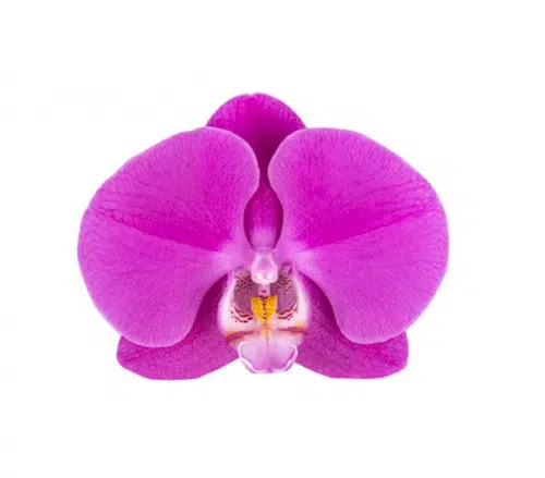 Purple Phalaenopsis Orchids 10 Stems