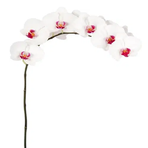 Red Lip Phalaenopsis Orchids 10 Stems