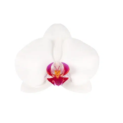 Red Lip Phalaenopsis Orchids 10 Stems