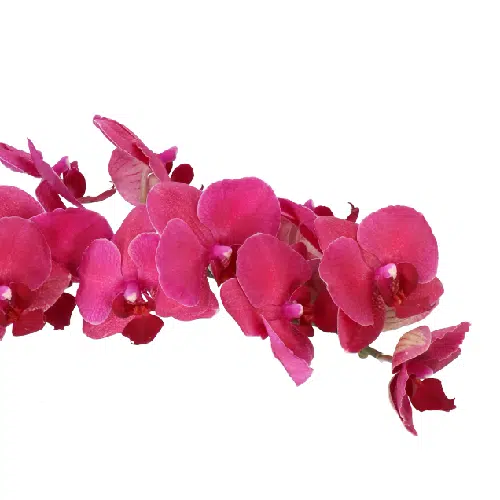 Red Phalaenopsis Orchids 10 Stems