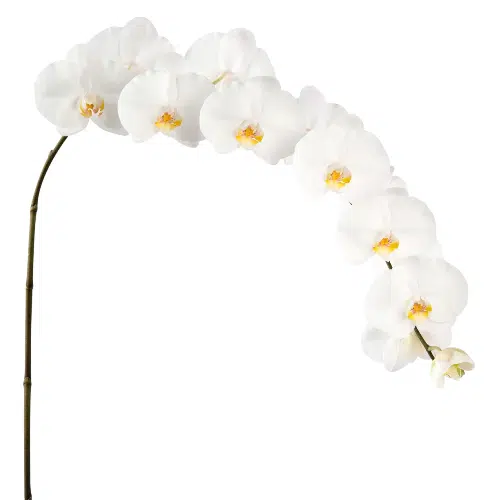 White Phalaenopsis Orchids 10 Stems