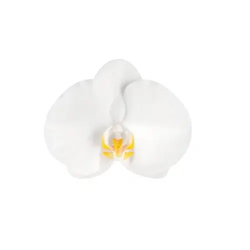 White Phalaenopsis Orchids 10 Stems