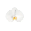 White Phalaenopsis Orchids 10 Stems