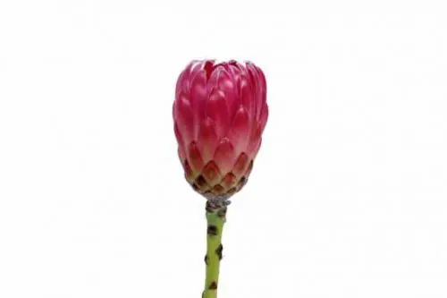 Pink Brenda Protea Flowers 40 Stems