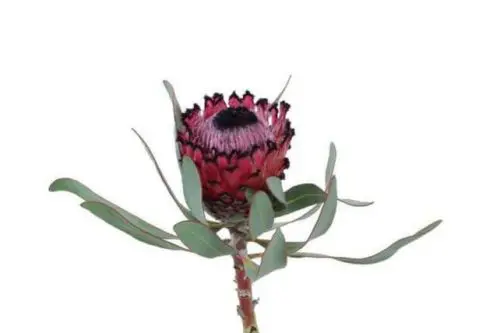 Red Protea Flower 15 Stems