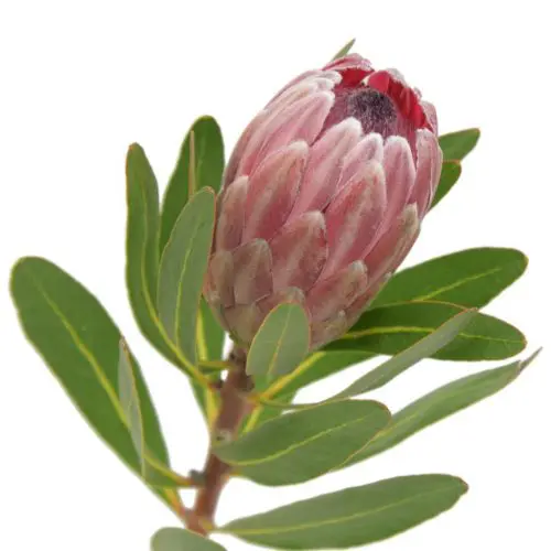 Pink Ice Protea Flower 40 stems