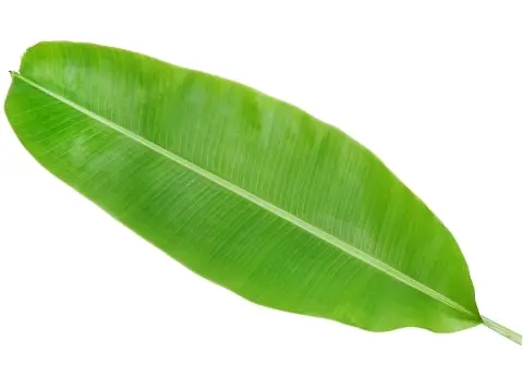 Banana Leaf 50 Leaves