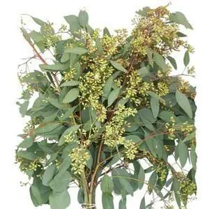 Seeded Eucalyptus 10 Bunches