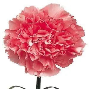 Pink Carnation 175 or 350 Stems