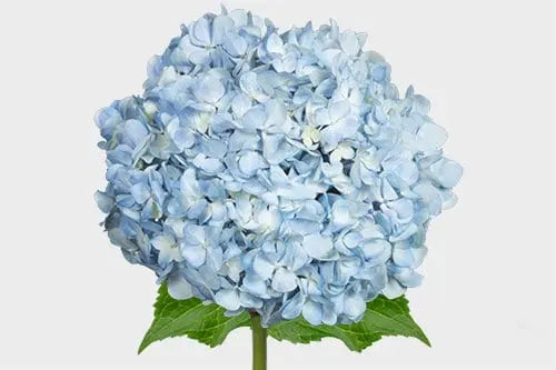 Blue Hydrangea Flower 30 or 60 Stems