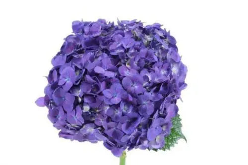 Purple Hydrangea Flowers 20 stems