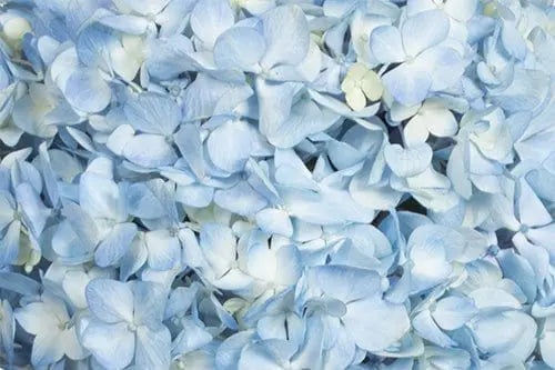 Blue Hydrangea Flower 30 or 60 Stems