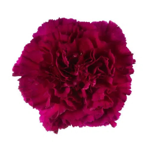 Purple Carnations 175 or 350 Stems