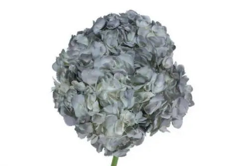 Silver Hydrangea Flowers 30 stems