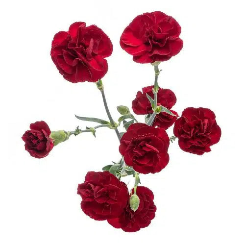 Burgundy Mini Carnation 150 or 300 Stems