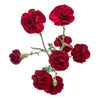 Burgundy Mini Carnation 150 or 300 Stems