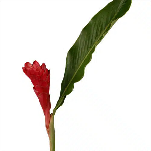 Red Ginger 20 Stems