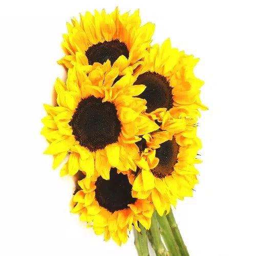 Sunflowers 50 or 100 Stems