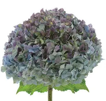 Antique Hydrangea Red, Blue or Green 14 Stems