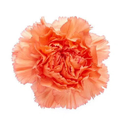 Orange Carnation 175 or 350 Stems