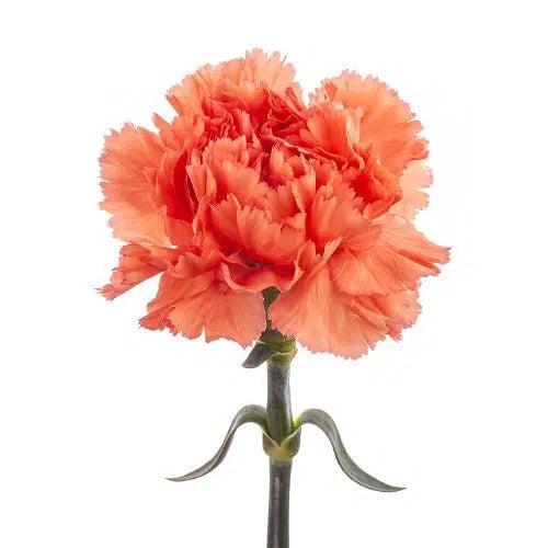 Orange Carnation 175 or 350 Stems