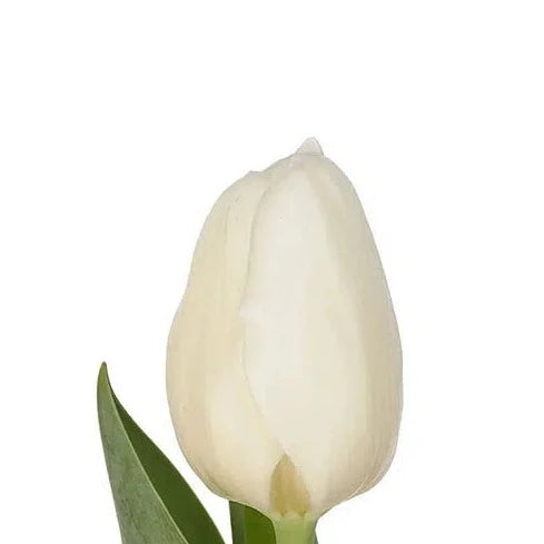 White Tulip 150 or 300 Stems